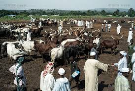 Marché à bétail du pk 13 (nord de Bangui)