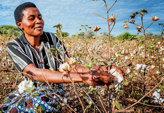 Apurement des arriérés des redevances des cotonculteurs de la préfecture de la Kémo