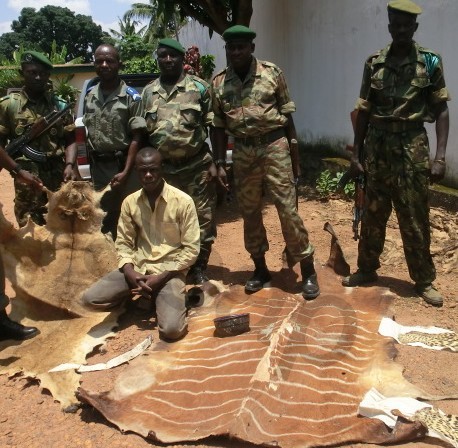 Centrafrique: Saisie à Bangui de quatre peaux d’espèces animales