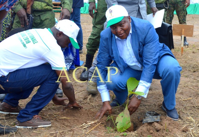 Le Chef de l'Etat Touadéra mettant en terre un jeune plant de teck