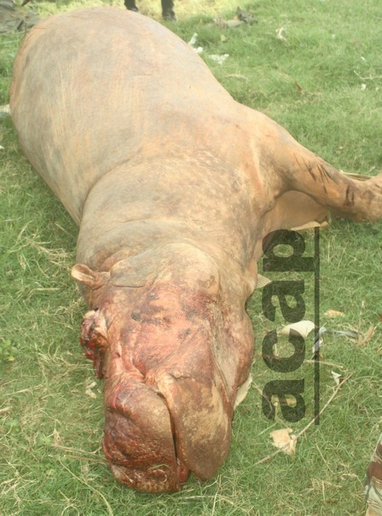 Un hippopotame en divagation abattu au Lycée de Bimbo au quartier Mbossoro Un hippopotame en divagation abattu au Lycée de Bimbo au quartier Mbossoro