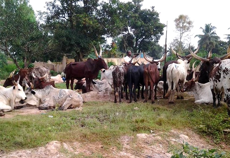troupeau de boeufs (archives ACAp)