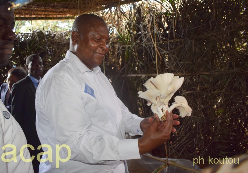 Touadéra lance la culture de champignon