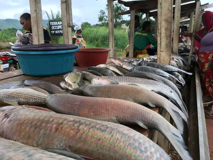 La hausse de prix des poissons frais sur le marché de Bangui