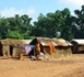 Le bureau du HCR/Tchad appelle à l'aide pour faire face aux besoins des réfugiés centrafricains