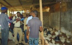 La FAO organise une visite guidée des sites avicoles tenus par des ex-combattants à Bangui