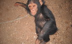 Centrafrique:Un trafiquant de chimpanzé appréhendé à Bangui
