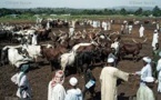 Réouverture prochaine du marché à bétail de Boboui