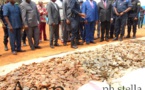 Coup de filet de la police sur un réseau de trafiquants de peaux de  pangolins