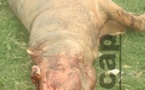 Un hippopotame en divagation abattu au Lycée de Bimbo au quartier Mbossoro