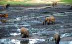 Le Coordonnateur national  du Fonds Mondial pour la Nature (WWF), Jean Brenard Yarissem sollicite le concours des experts internationaux pour la sécurisation des aires protégées de Zanga-Sangha